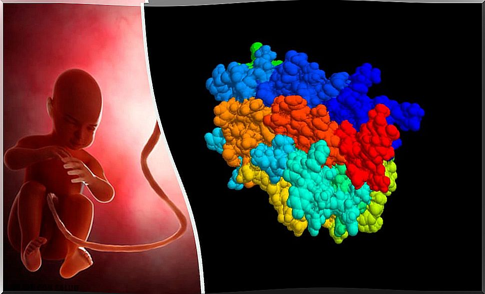 Anti-Müllerian hormone (AMH): what it is and how it works