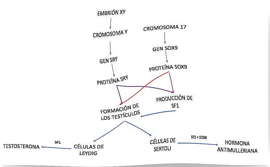 Anti-Müllerian Hormone (HAM)