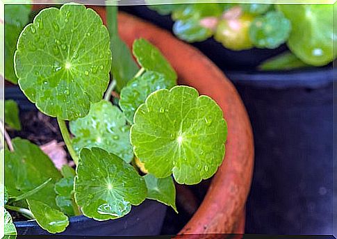 Gotu kola: Characteristics, properties and uses