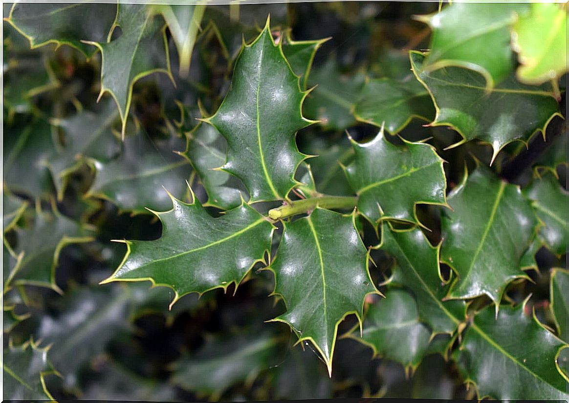 Holly: benefits, uses and contraindications