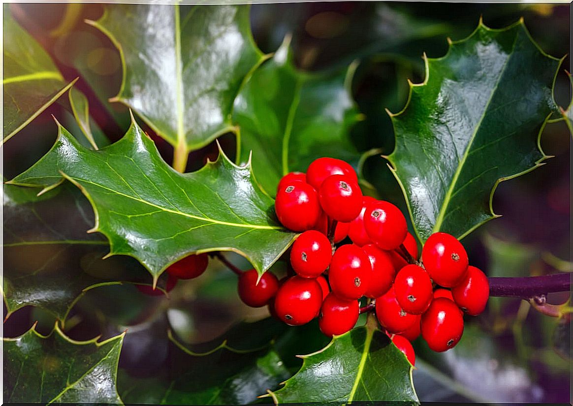 Holly fruits.