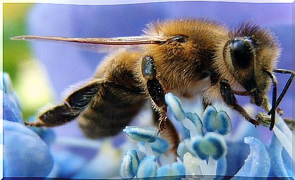 Bee looking for nectar