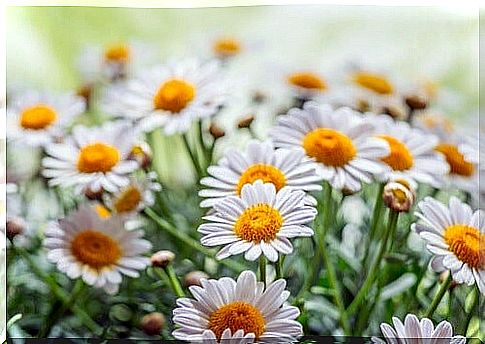 Preparation of chamomile flower to bleach hair