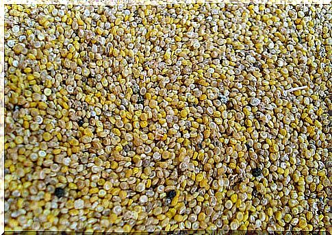 Quinoa grains