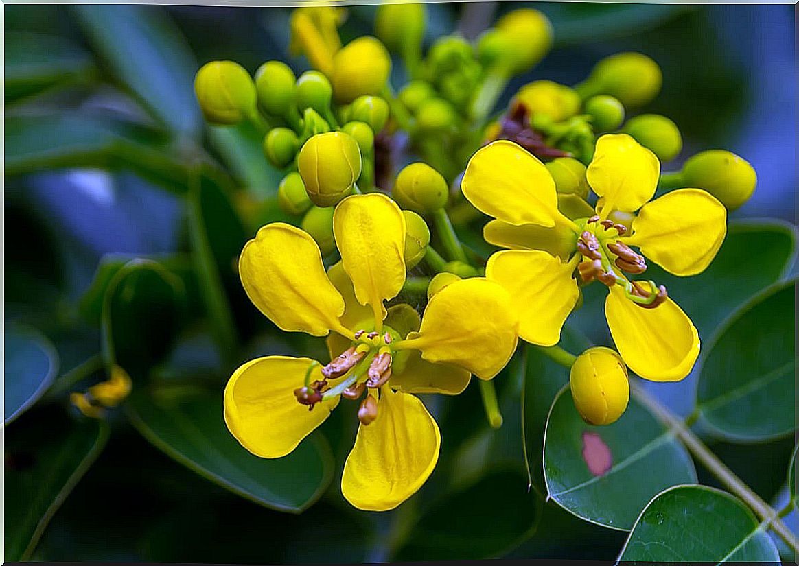 Senna leaf: what are its benefits and side effects?