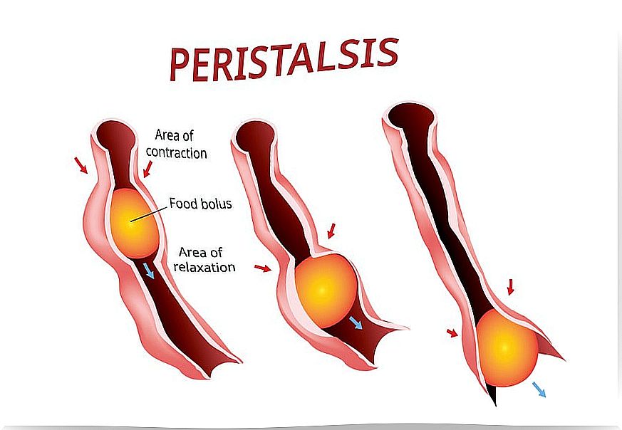 Peristalsis