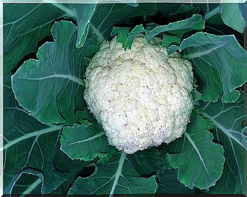 Cauliflower